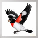 Search for rose breasted posters Grosbeak