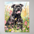 Search for cane corso posters Dog