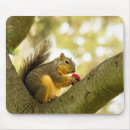 Search for critter electronics Squirrel