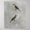 Search for aviary posters Birds