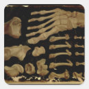 Search for anatomical stickers Aquapendente