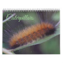 Search for lepidoptera Bug