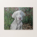 Search for weimaraner puzzles Cute