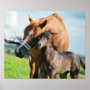 Search for anima posters Cute baby animal