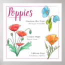 Search for gardener posters Poppies