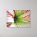 Search for red flower canvas prints Garden
