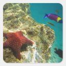 Search for cortez stickers Sea of cortez