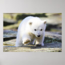 Search for animal kids posters Endangered species