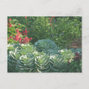Search for cabbage postcards Green