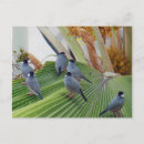 Search for sparrows postcards Java sparrow