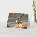 Search for flying insects cards Dragonfly