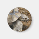 Search for tortoise magnets Zoo