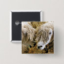 Search for sheeps badges Cute