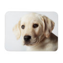 Search for closeup magnets Dog