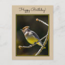 Search for cedar postcards Waxwing
