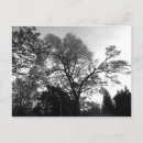 Search for white leaf postcards Photography