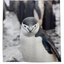 Search for penguin bathroom accessories Nature
