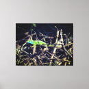 Search for green lizard Nature