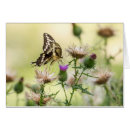 Search for giant cards Butterfly