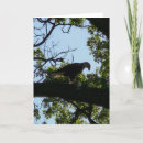 Search for bald eagle stamp cards Landscape