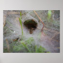 Search for arachnids posters Bug