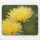 Search for chrysanthemums mousepads Photography
