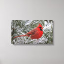 Search for red cardinal bird canvas prints Nature