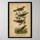 Search for thrushes posters Vintage