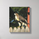 Search for talons art Nature