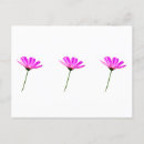 Search for pink daisy postcards Flower
