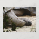 Search for turtles tortoise postcards Reptiles