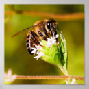 Search for macro posters Flower