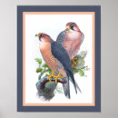 Search for peregrine falcon posters Vintage