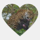 Search for jaguar stickers Panthera onca