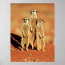 Search for alertness posters Grass