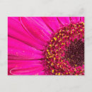 Search for gerber postcards Flora