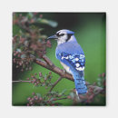 Search for jay magnets Animal