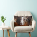 Search for merle Australian shepherd