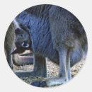 Search for kangaroo marsupial stickers Animal