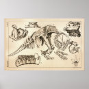 Search for animal skeletons posters Vintage