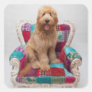 Search for goldendoodle puppy stickers Puppies