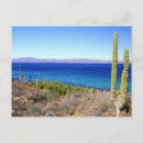 Search for mulege Cardon cactus