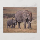 Search for elephant calf postcards Wildlife