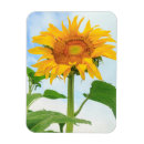 Search for communal magnets Sunflower