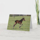 Search for quarter horses cards Breed