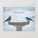 Search for bluejays postcards Winter