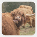 Search for scottish highland cow stickers Scotland