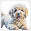 Search for brown poodle stickers Puppy