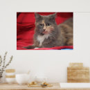 Search for red cat posters Pet