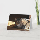Search for lazy photography Cat